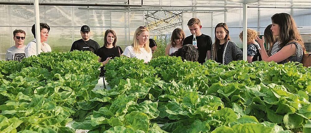 Urban Farming und Direktvertrieb bei "Stadtfarm"