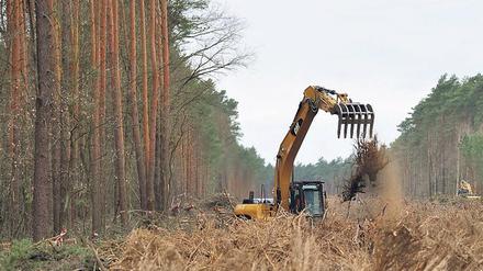Bruch. Wenn ein Wald kein Urwald mehr ist, ist er bei Eingriffen auch nicht so anfällig für noch mehr Artenverlust. Wo Ökosysteme lange stabil waren, sind die Folgen dagegen massiv. 