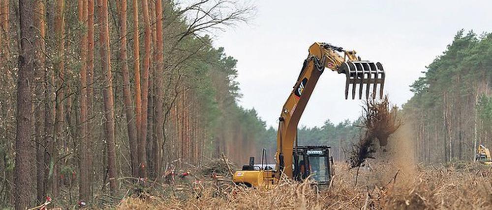 Bruch. Wenn ein Wald kein Urwald mehr ist, ist er bei Eingriffen auch nicht so anfällig für noch mehr Artenverlust. Wo Ökosysteme lange stabil waren, sind die Folgen dagegen massiv.
