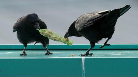 Zwei Krähen streiten um ein Netz mit Vogelfutter. Symbolbild. 