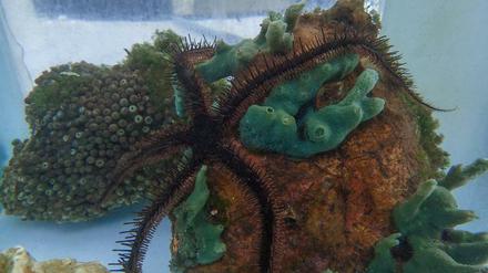 Vom Riff ins Forschungsaquarium: Ophiocoma wendtii. 