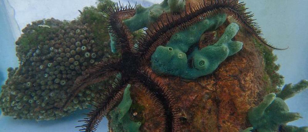 Vom Riff ins Forschungsaquarium: Ophiocoma wendtii.
