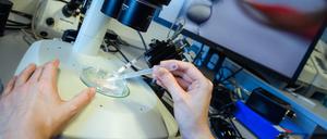 Eine Mitarbeiterin pipettiert während des „Crispr“-Verfahrens am Max-Delbrück-Centrum für Molekulare Medizin.
