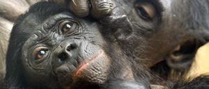 Zwei Bonobo-Affen bei der der Fellpflege (Archivbild).