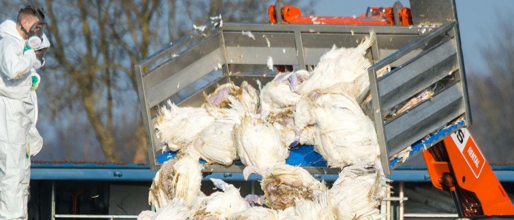 Mehr als 40.000 Tiere in drei Putenmastbetrieben in der Wojewodschaft Lublin mussten getötet werden. So wie hier in Bayern, im Jahr 2017.