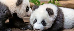 Frischflausch. Meng Yuan (li.) und Meng Xiang auf einer Liegeplattform um Pandastall.