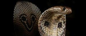 Ja, ja, die will doch nur beißen: Indische Kobra (Jaja jaja)