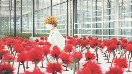 Eine Blume, die glücklich macht. Emily Beecham als Botanikerin Alice erhielt in Cannes eine Palme als beste Darstellerin. 