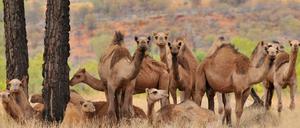 Die Kamele sollen von Hubschraubern aus durch Scharfschützen getötet werden.
