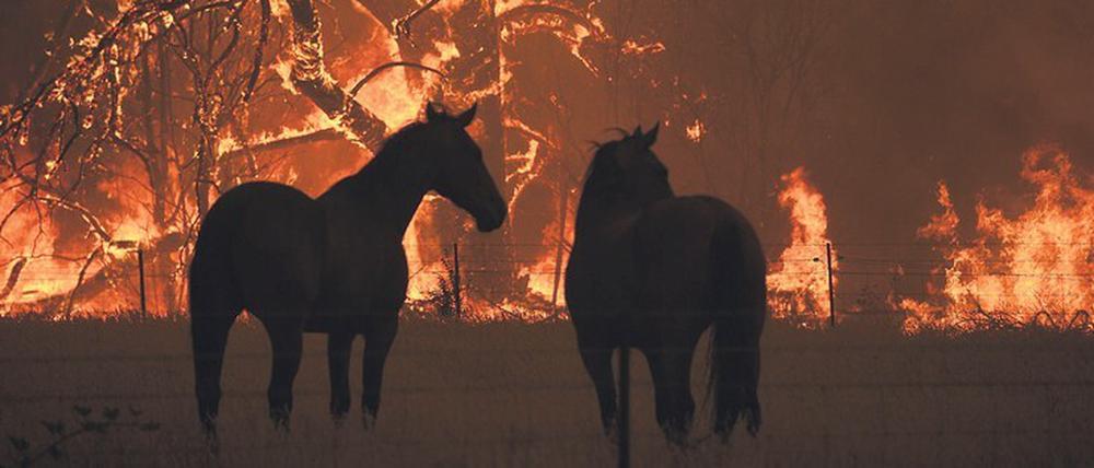 Tödliche Gefahr. Eine halbe Milliarde Tiere sind bislang verendet.