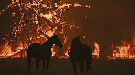 Inferno. Die Feuer haben Millionen Tiere getötet.