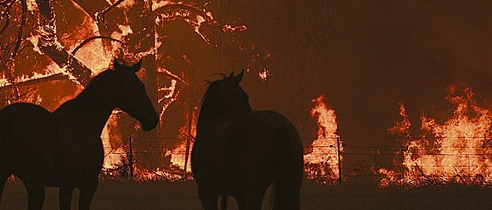 Inferno. Die Feuer haben Millionen Tiere getötet.