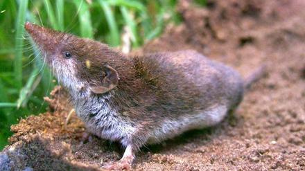 Die Feldspitzmaus gilt als einziges Reservoir des Virus.