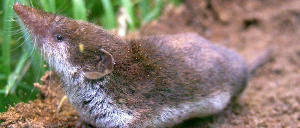 Die Feldspitzmaus gilt als einziges Reservoir des Virus.