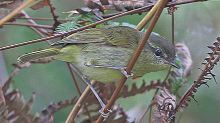 Auf entlegenen indonesischen Inseln entdeckt: der Taliabu Leaf-Warbler. 