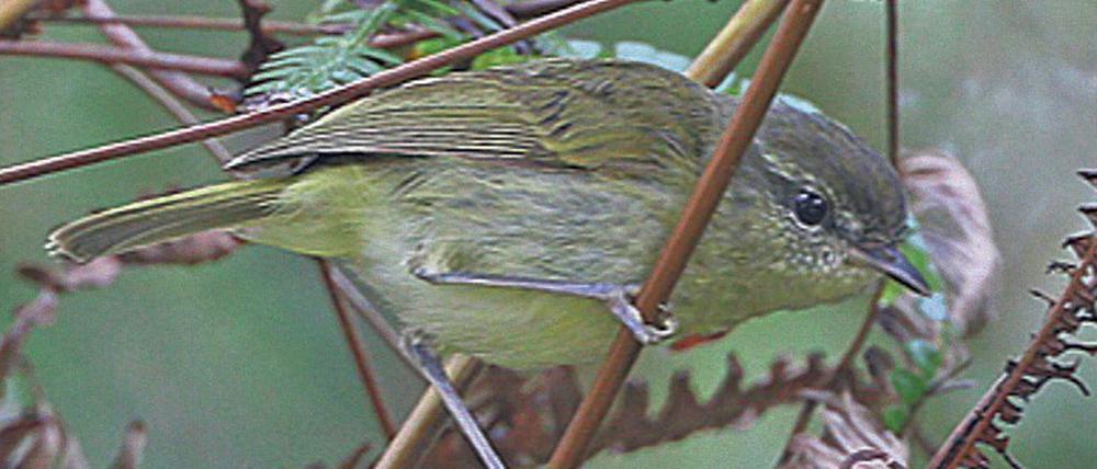 Auf entlegenen indonesischen Inseln entdeckt: der Taliabu Leaf-Warbler.
