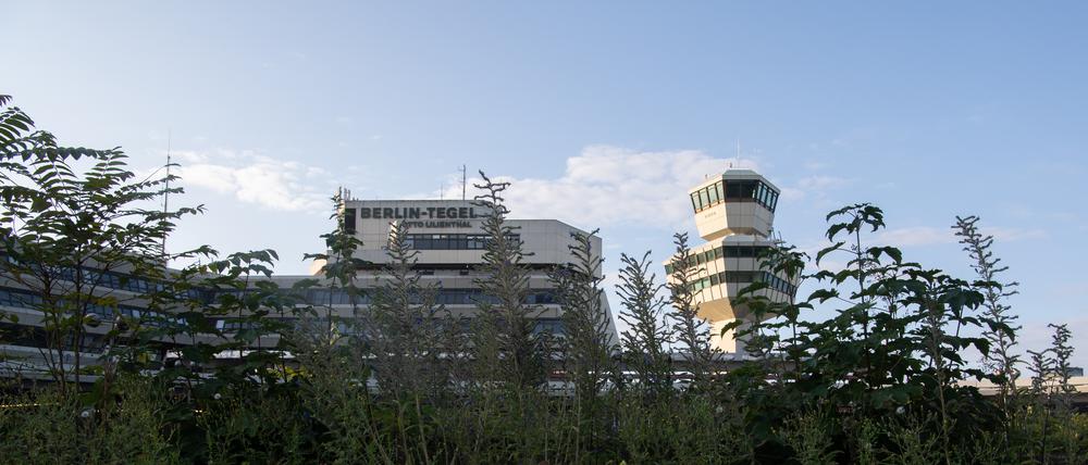 Hinter Wildblumen und Gräsern ist das Gebäude des ehemaligen Flughafen Tegel zu sehen. 