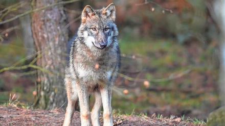 Schafzüchter und Bauern schauen genau darauf, wie viele Weidetiere von den in Brandenburg lebenden Wölfen gerissen werden.