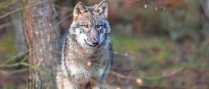 Schafzüchter und Bauern schauen genau darauf, wie viele Weidetiere von den in Brandenburg lebenden Wölfen gerissen werden.