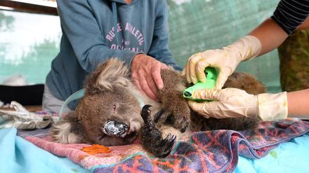 Viele Millionen Tiere sind in den Buschbränden Australiens bereits verbrannt oder schwer verletzt worden. 