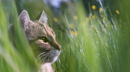 Katzen haben bei der Mäusejagd einen winzigen Helfer: Toxoplasmose-Erreger machen die Nager leichter fangbar.