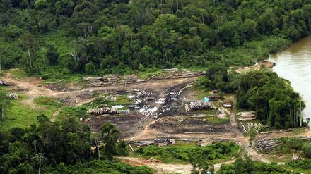 Die Abholung des Regenwald im brasilianischen Amazonas-Gebiet hat unter Präsident Bolsonaro stark zugenommen.