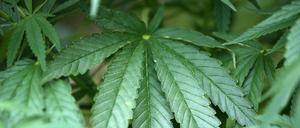 Hanf-Pflanzen anzubauen ist in Deutschland illegal (Symbolbild).