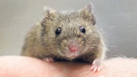 In den Hohlräumen und Zwischenböden des Media Labs und anderer Gebäude des Massachusetts Institute of Technology in Cambridge leben unzählige Mäuse und Ratten. Ihre Anzahl soll nun mit Hilfe von Gentechnik reduziert werden.