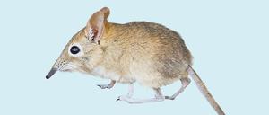 Die verrücktes Maus der Welt, mit Riesenohren, Rattenschwanz, Elefantenrüssel und Kängurubeinchen.