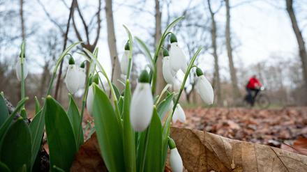 Im Tiergarten blühen nach mehreren milden Wochen schon Schneeglöckchen. 