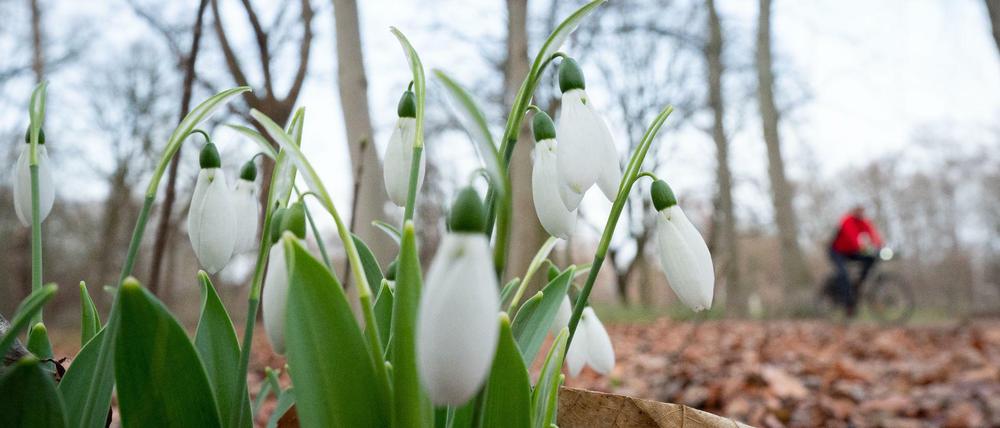 Im Tiergarten blühen nach mehreren milden Wochen schon Schneeglöckchen.