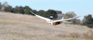 Ein Brett, das mit Hilfe echter Taubenfedern fliegen kann, sogar Kurven: der PigeonBot.