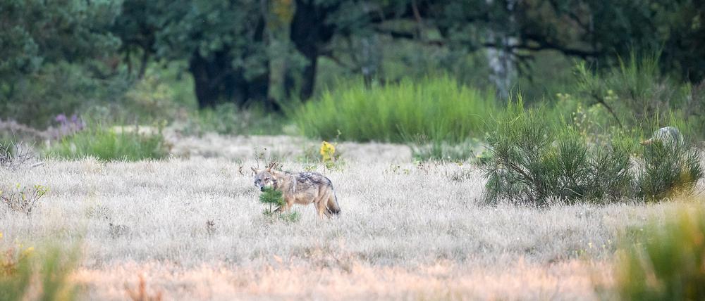 Ein Wolf streift durch die Döberitzer Heide in Brandeburg.