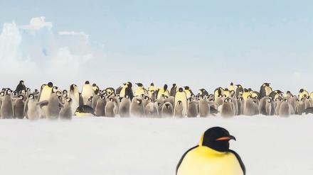 Kuscheln bitte: Um sich gegenseitig vor dem Erfrieren zu schützen, bilden Pinguine ein rotierendes Knäuel. 