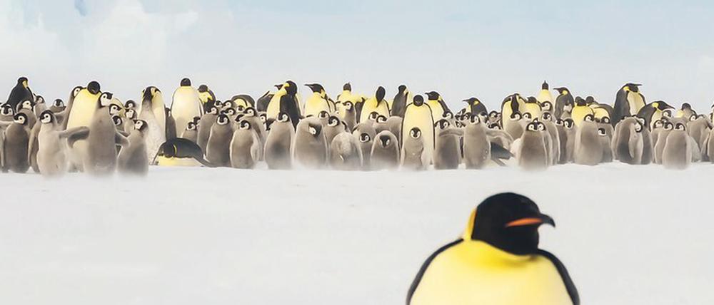 Kuscheln bitte: Um sich gegenseitig vor dem Erfrieren zu schützen, bilden Pinguine ein rotierendes Knäuel.