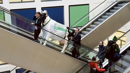 Muuh. Sie sehen zwei, die auf Rolltreppen Kühe halten. 