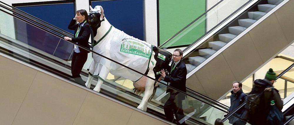 Muuh. Sie sehen zwei, die auf Rolltreppen Kühe halten.