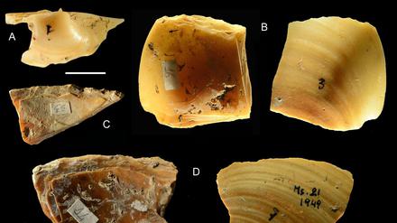 Neandertaler sammelten und tauchten nach Muscheln nicht nur, um sie zu essen, sondern auch um die Schalen als Werkzeuge zu verwenden.