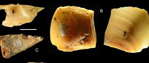 Neandertaler sammelten und tauchten nach Muscheln nicht nur, um sie zu essen, sondern auch um die Schalen als Werkzeuge zu verwenden.