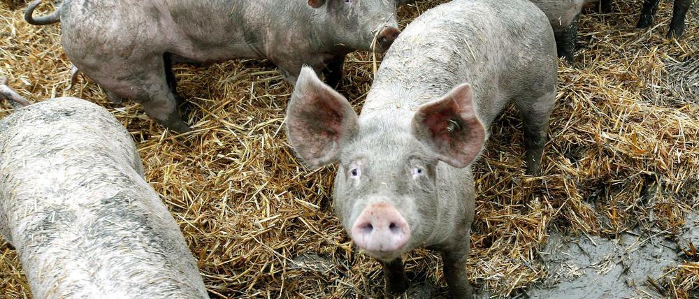 Ruhrtaler Freilandschweine stehen in ihrem Freigehege (Symbolbild).