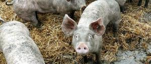 Ruhrtaler Freilandschweine stehen in ihrem Freigehege (Symbolbild).