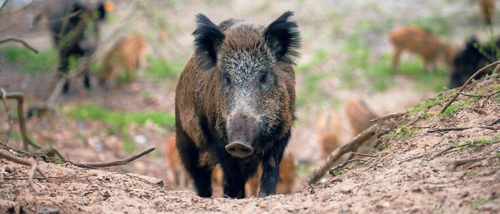 Gefahr aus dem Wald. Weil Wildschweine ihre zahmen Artgenossen anstecken können, sollen sie dezimiert werden. Jäger haben grünes Licht.