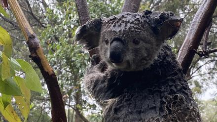 Ein Koala sitzt auf einem Baum in einem Gehege im Reptilienpark in Somersby, in das er während einer Sturzflut evakuiert wurde.