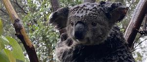 Ein Koala sitzt auf einem Baum in einem Gehege im Reptilienpark in Somersby, in das er während einer Sturzflut evakuiert wurde. 