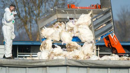 Tote Puten werden vor einem Geflügelhof nach dem Ausbruch der Geflügelpest in Frankreich in einen Container gekippt.