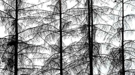 Das Unwort des Jahres pathologisiere pauschal das zunehmende Engagement für den Klimaschutz als eine Art kollektiver Psychose, so die Jury.