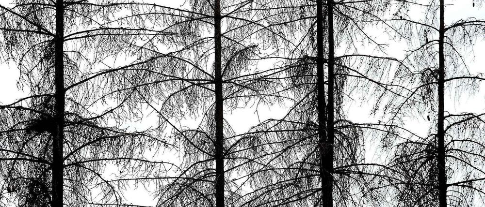 Das Unwort des Jahres pathologisiere pauschal das zunehmende Engagement für den Klimaschutz als eine Art kollektiver Psychose, so die Jury.