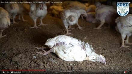Bilder aus einem Video auf www.soko-tierschutz.org über Wiesenhof.