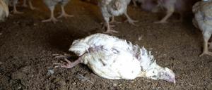 Bilder aus einem Video auf www.soko-tierschutz.org über Wiesenhof.