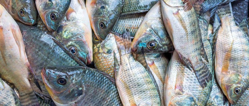 Der perfekte Fisch für die Aufzucht in Aquakulturen: Tilapia, ein Buntbarsch-Art und eines der wichtigsten Speisefisch-Produkte in Kirschau.